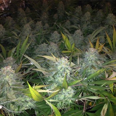 Skunk #1