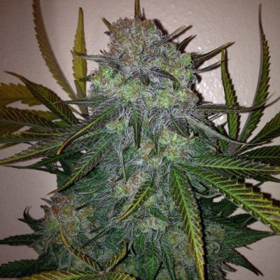 Skunk #1