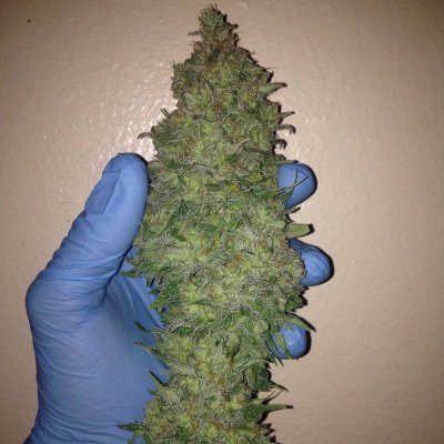Skunk #1