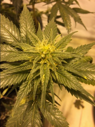 First Ever Legal Oregon Indoor Grow 1000w Hps