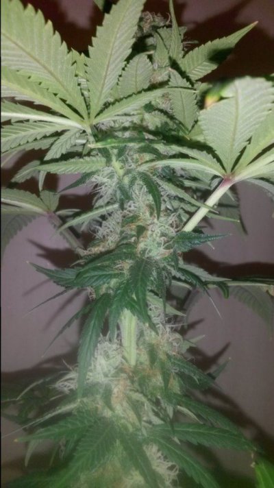 First Time Closet Grow