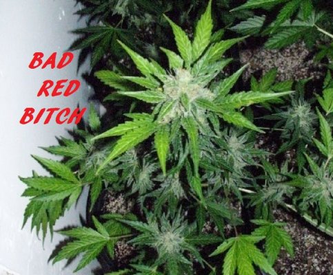 Bad Red Bitch - The Search For Red
