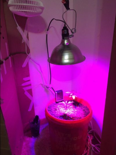 Advice Or Help Appreciated