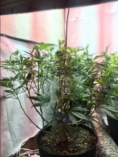 first-grow-almost-3-months-into-veg-any-feedback-or-comments-greatly-appreciated-2.jpg