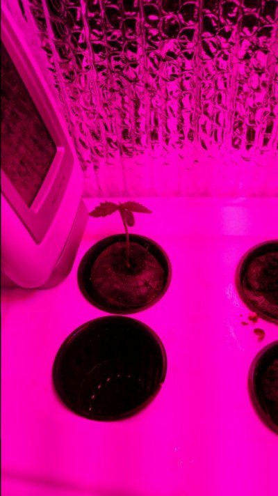 first-attemptthought-id-use-some-bag-seed-first.jpg