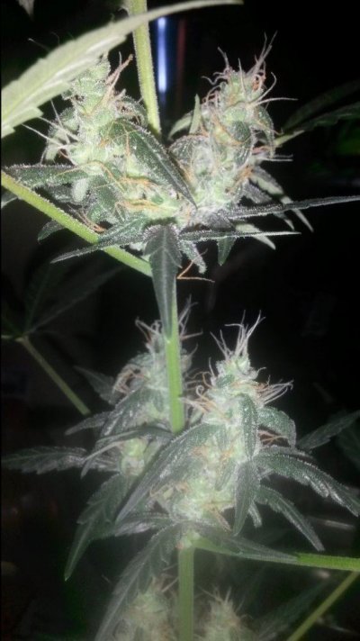 Auto Blue And Auto Pink Grapefruit