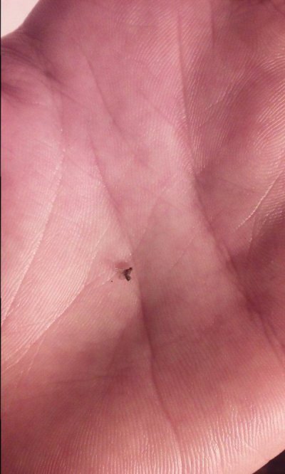 Spider Mites And Fruit Nats