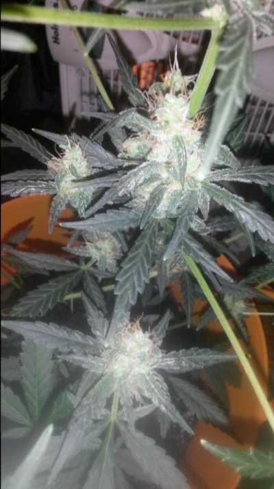 Auto Blue And Auto Pink Grapefruit