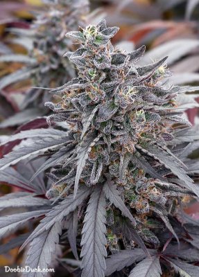 Doobieduck's Fine Cannabis Flowers