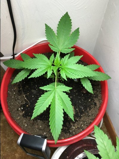 Advice Or Help Appreciated