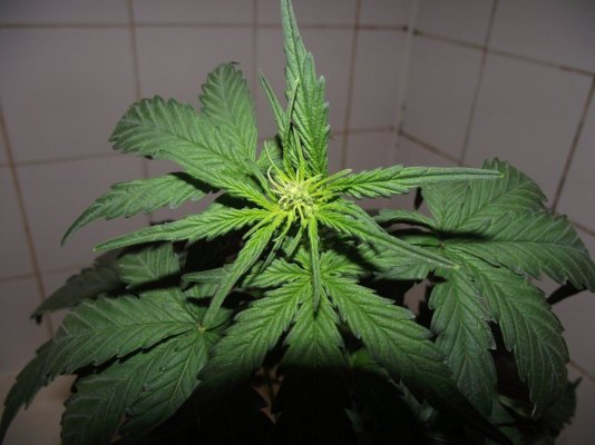 Feminisation Seed Run Take 2