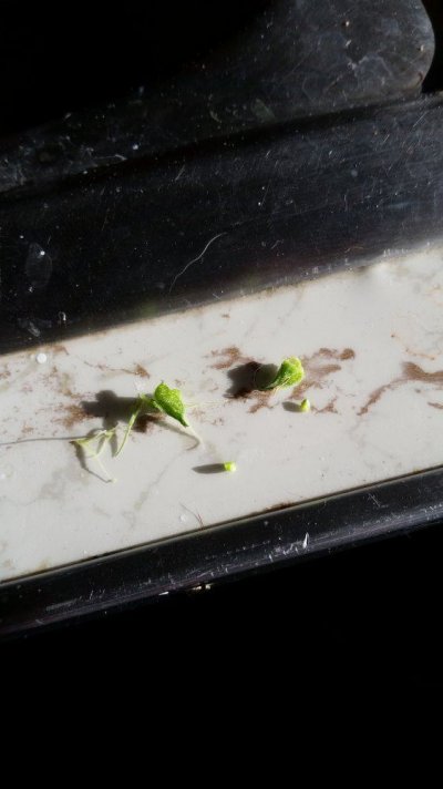 Novice Grower, New To This Site! Two Ladies Showing Deficiencies!