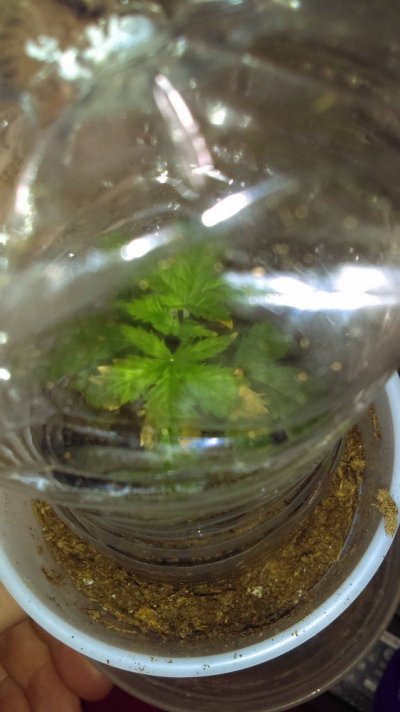 IMAG0159.jpg