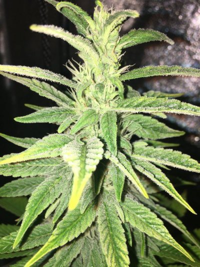 Purple Monkey Balls Flowering Journal