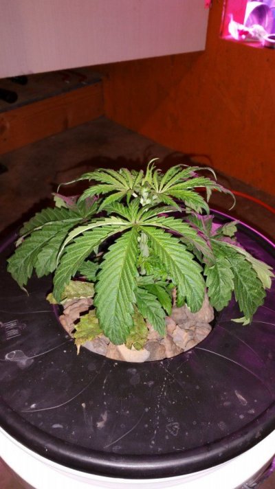 20151210_183935.jpg