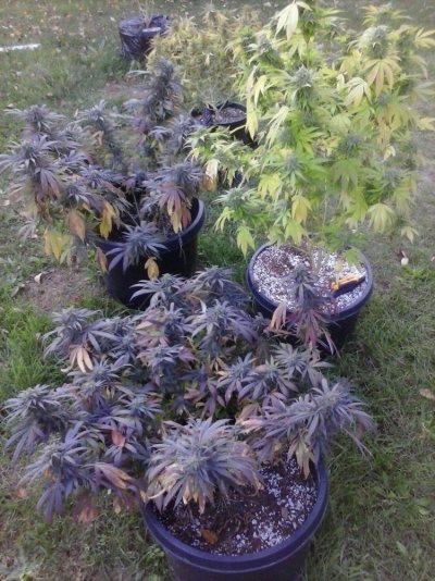 gdp-vs-urkle-vs-grape-ape-same-plant-9.jpg