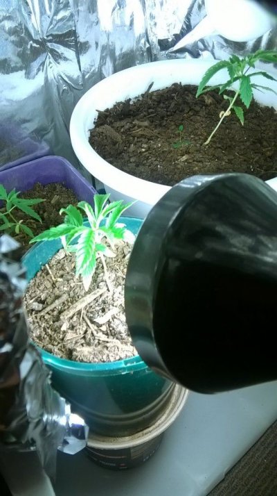 My Babies In Aus