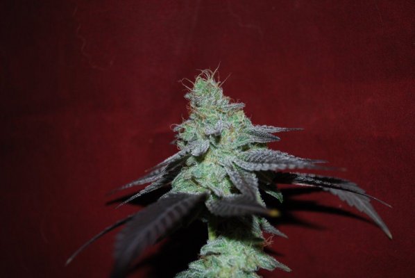 Let's See Your Frostiest Flowers