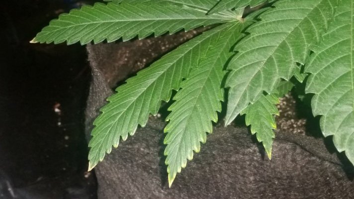 Need Help Identifing What S Wrong With My Plant