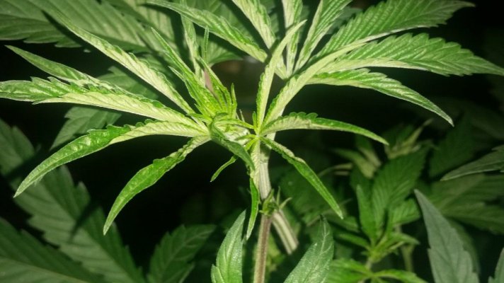Need Help Identifing What S Wrong With My Plant