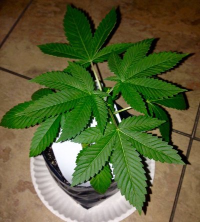 Chem 91 X Chem D (caviar Chem)