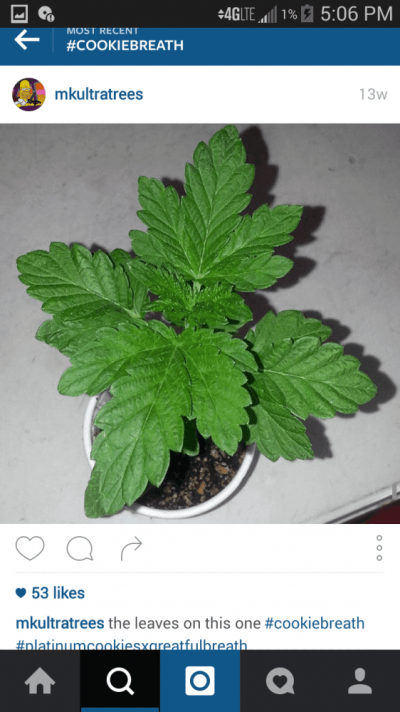 cookiebreath-plat-cookies-x-grateful-breath.png