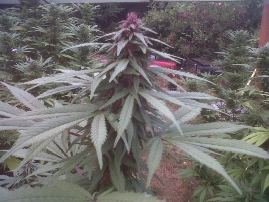Living And Learning In Oregon