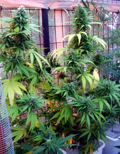 Gainesville Green - THCFarmer