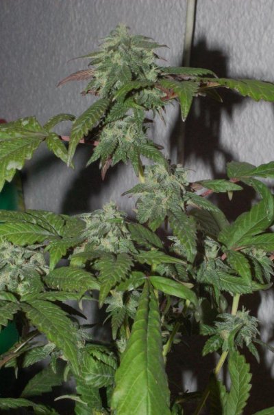 Pics of Strawberry X18?