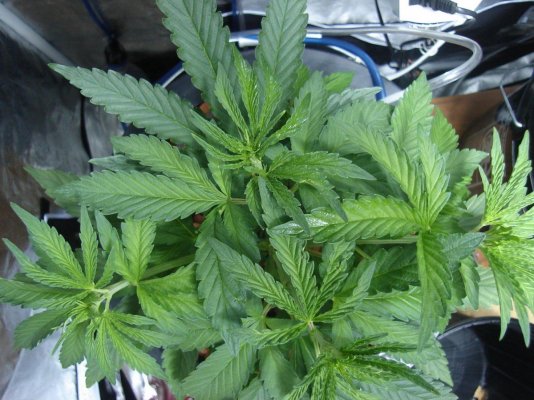 RD's winter DWC grow