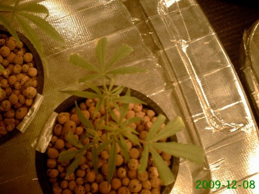 Plants 006.jpg