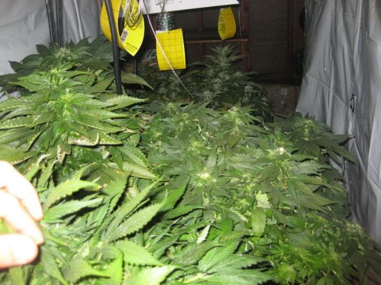 Waterfarm grow with Hash Plant and PK