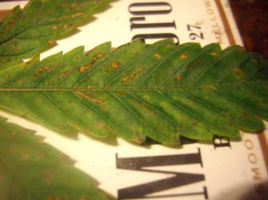 is-root-rot-possible-in-cold-temps.jpg