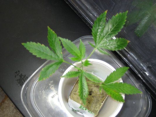bubbakushday341.5weeks400hps 018.jpg