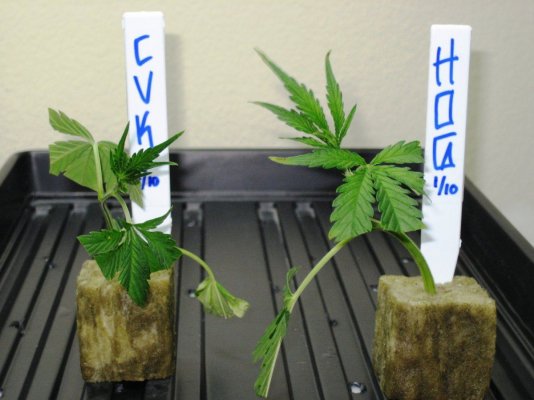 bubbakushday40ish3weeks400hps 024.jpg