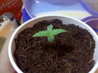 bubba-kush-bx-1-grow-log-2.jpg