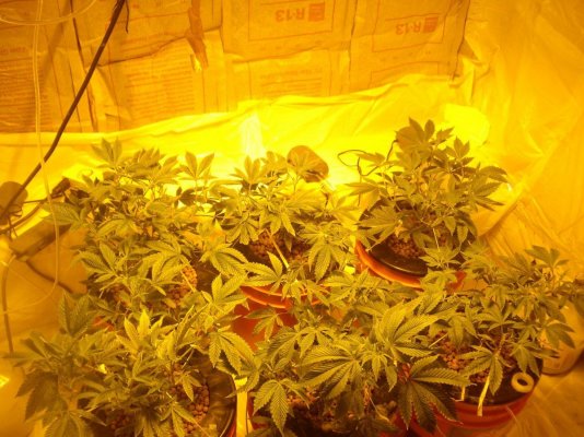 First Grow, Do my Chem 4 clones look ok or sick?
