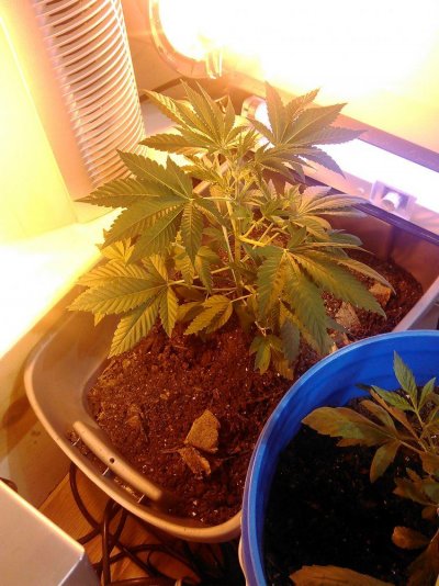 First Time Grower