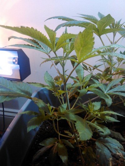 First Time Grower