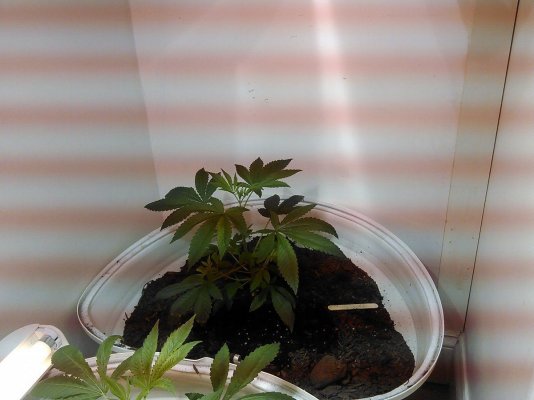 How Do.i.know When Im Ready To.flower