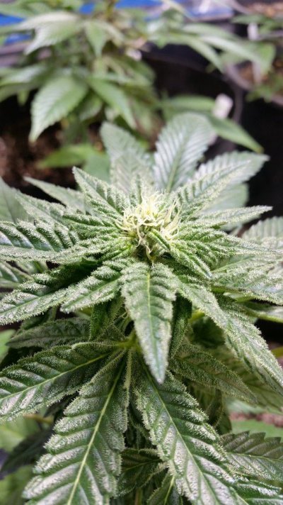 Jsd, Gg#4 Hydroponic Research Coco Grow