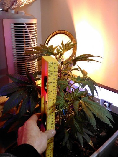 First Time Grower