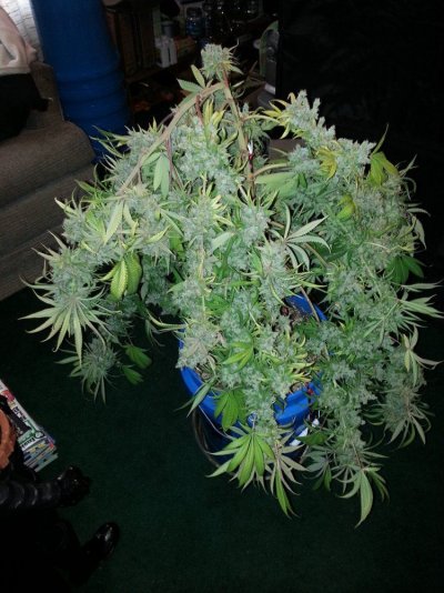 random-garden-pics-4.jpg