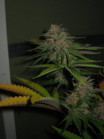 Veg+bloom / Hydroponic Research
