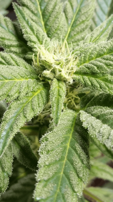 Jsd, Gg#4 Hydroponic Research Coco Grow