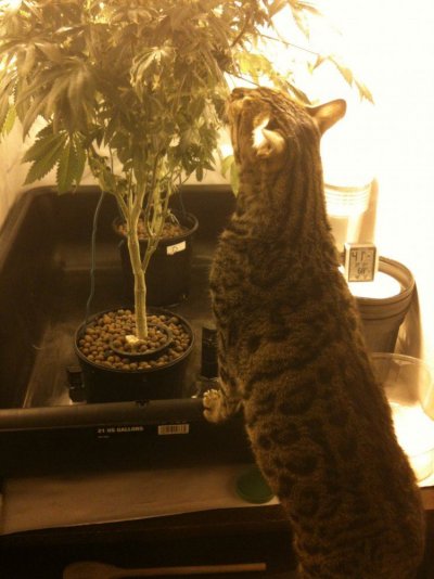 Hello, My Name Is Danklizzard, And I Like Weed
