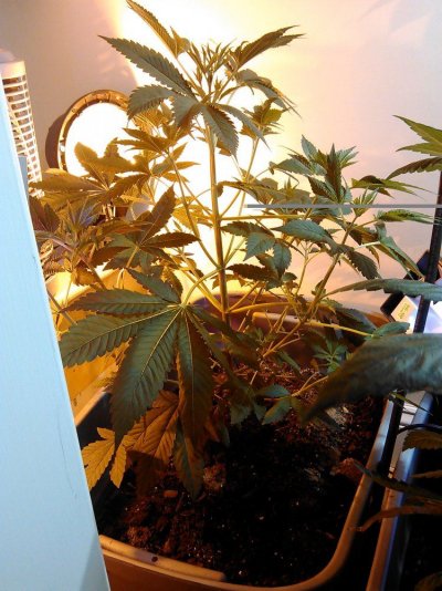 How Do.i.know When Im Ready To.flower