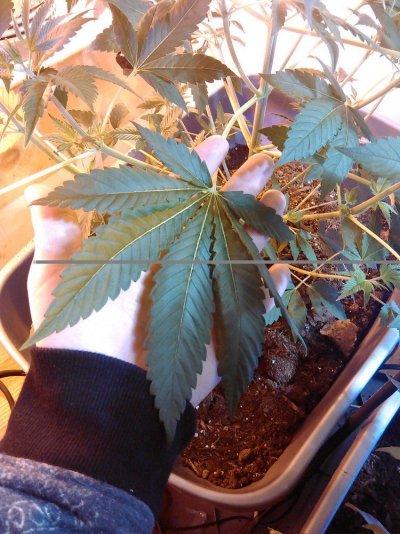 How Do.i.know When Im Ready To.flower