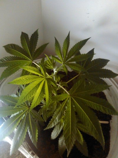 How Do.i.know When Im Ready To.flower