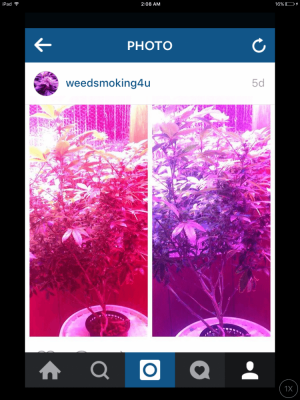 perpetual-growing-cannabis-in-water-2.png
